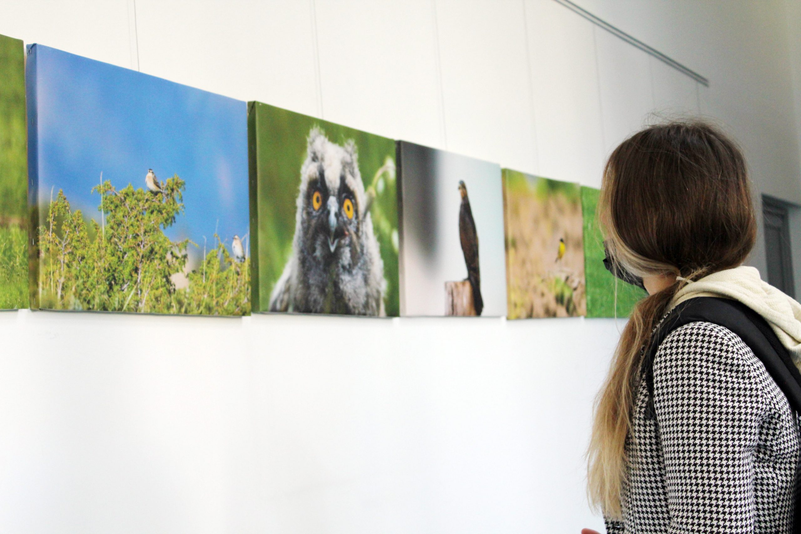 Liridon Shala – the artist that brings Kosovo’s wildlife through photography