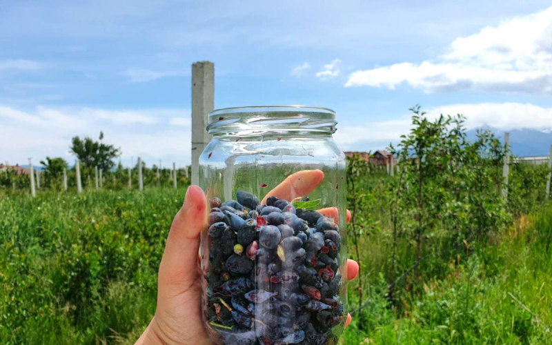 Youth in agribusiness providing numerous opportunities to Kosovo’s young farmers